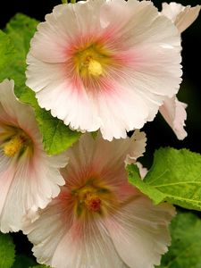 Preview wallpaper mallow, flower, close-up