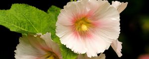 Preview wallpaper mallow, flower, close-up