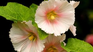 Preview wallpaper mallow, flower, close-up