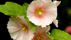 Preview wallpaper mallow, flower, close-up