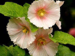 Preview wallpaper mallow, flower, close-up