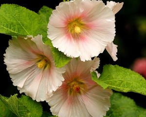 Preview wallpaper mallow, flower, close-up
