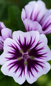 Preview wallpaper mallow, flower, petals, purple