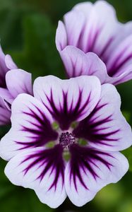 Preview wallpaper mallow, flower, petals, purple