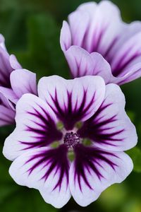 Preview wallpaper mallow, flower, petals, purple