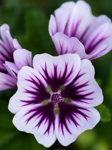 Preview wallpaper mallow, flower, petals, purple