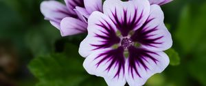 Preview wallpaper mallow, flower, petals, purple