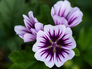 Preview wallpaper mallow, flower, petals, purple