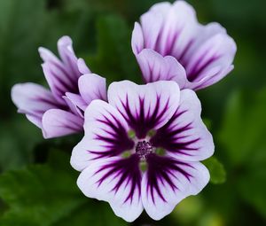 Preview wallpaper mallow, flower, petals, purple