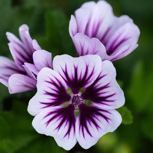 Preview wallpaper mallow, flower, petals, purple