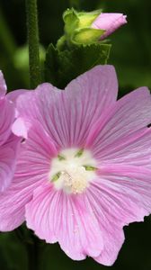 Preview wallpaper mallow, flower, pollen, petals, pink, macro