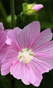 Preview wallpaper mallow, flower, pollen, petals, pink, macro