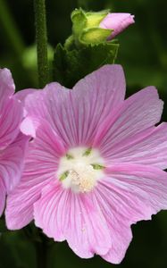 Preview wallpaper mallow, flower, pollen, petals, pink, macro