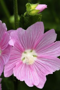 Preview wallpaper mallow, flower, pollen, petals, pink, macro