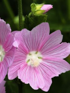 Preview wallpaper mallow, flower, pollen, petals, pink, macro