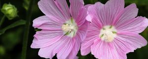 Preview wallpaper mallow, flower, pollen, petals, pink, macro