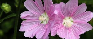 Preview wallpaper mallow, flower, pollen, petals, pink, macro