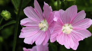 Preview wallpaper mallow, flower, pollen, petals, pink, macro