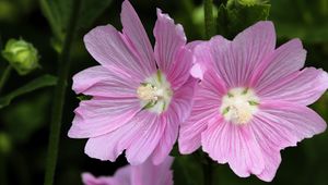 Preview wallpaper mallow, flower, pollen, petals, pink, macro