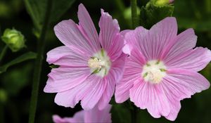 Preview wallpaper mallow, flower, pollen, petals, pink, macro