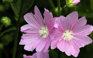 Preview wallpaper mallow, flower, pollen, petals, pink, macro