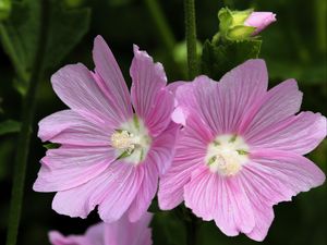 Preview wallpaper mallow, flower, pollen, petals, pink, macro