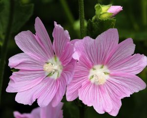 Preview wallpaper mallow, flower, pollen, petals, pink, macro