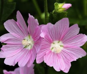 Preview wallpaper mallow, flower, pollen, petals, pink, macro