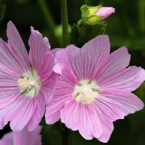 Preview wallpaper mallow, flower, pollen, petals, pink, macro