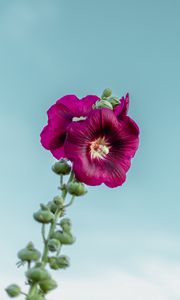 Preview wallpaper mallow, flower, purple, sky