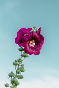 Preview wallpaper mallow, flower, purple, sky