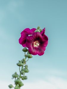 Preview wallpaper mallow, flower, purple, sky