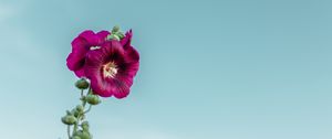 Preview wallpaper mallow, flower, purple, sky