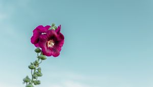 Preview wallpaper mallow, flower, purple, sky