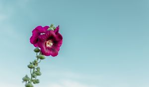 Preview wallpaper mallow, flower, purple, sky