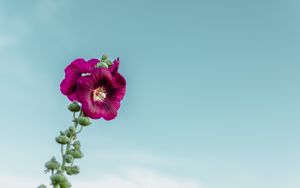Preview wallpaper mallow, flower, purple, sky