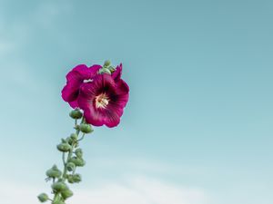 Preview wallpaper mallow, flower, purple, sky