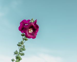 Preview wallpaper mallow, flower, purple, sky