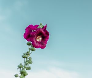 Preview wallpaper mallow, flower, purple, sky