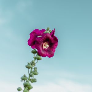 Preview wallpaper mallow, flower, purple, sky