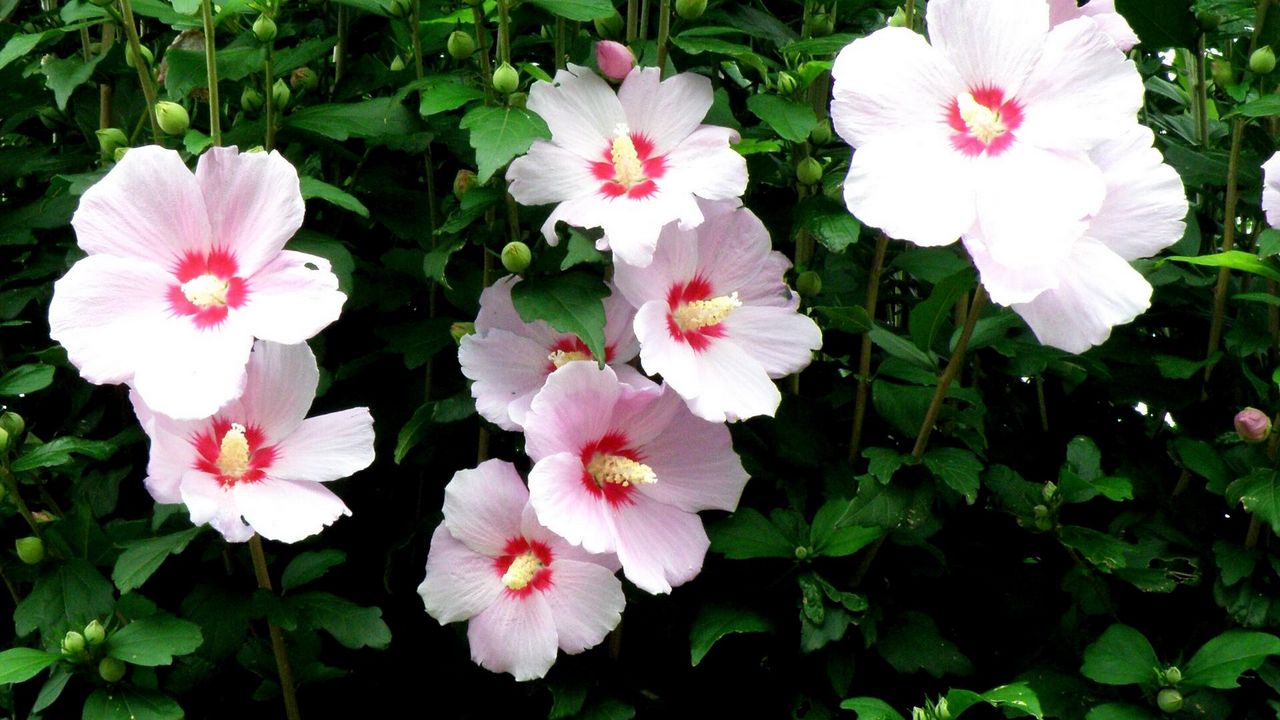 Wallpaper mallow, flowers, flowing, high, stems