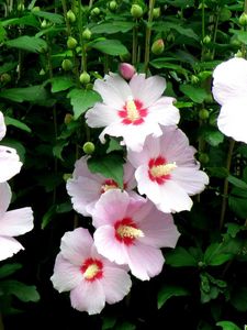 Preview wallpaper mallow, flowers, flowing, high, stems