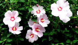 Preview wallpaper mallow, flowers, flowing, high, stems