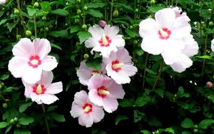 Preview wallpaper mallow, flowers, flowing, high, stems