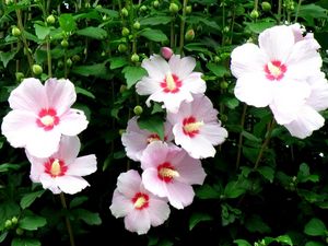 Preview wallpaper mallow, flowers, flowing, high, stems