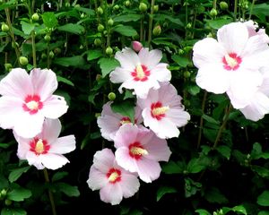 Preview wallpaper mallow, flowers, flowing, high, stems