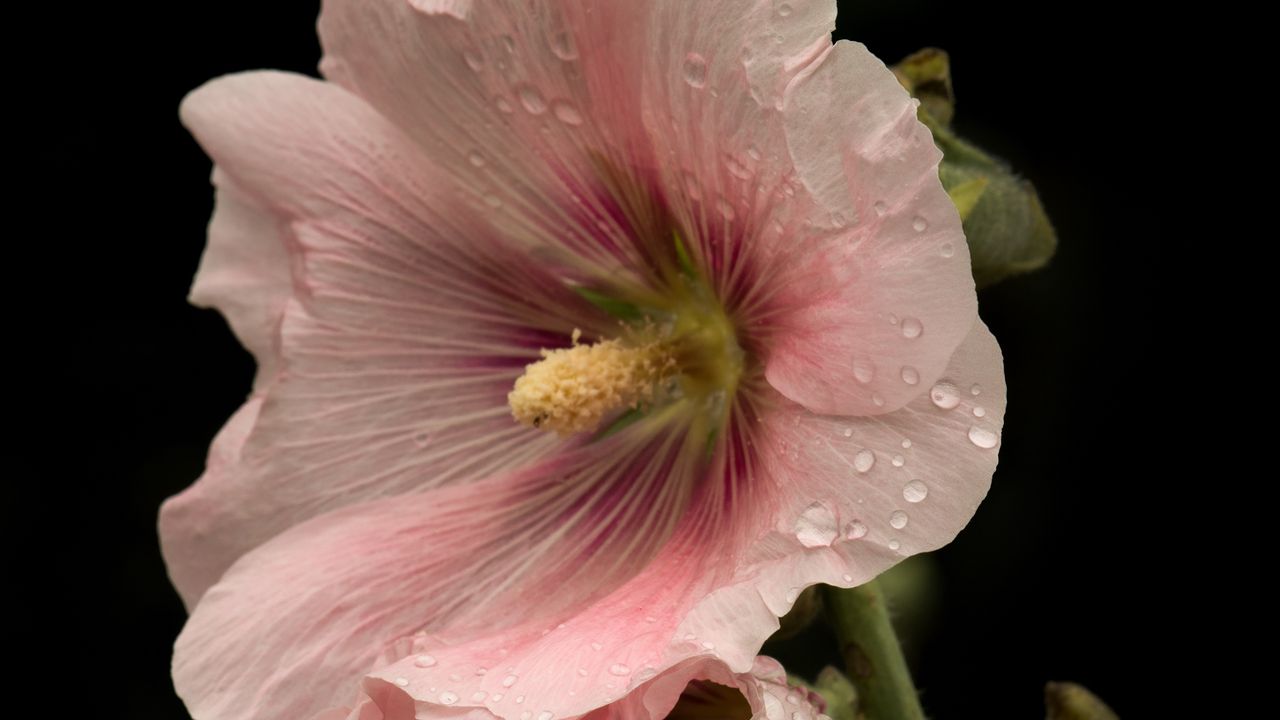 Wallpaper mallow, flowers, petals, pink, drops