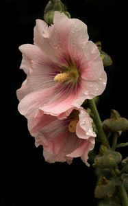 Preview wallpaper mallow, flowers, petals, pink, drops