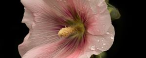Preview wallpaper mallow, flowers, petals, pink, drops