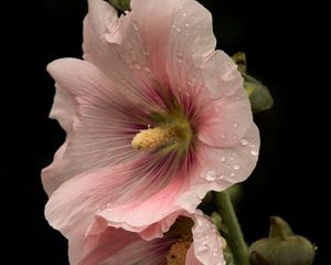 Preview wallpaper mallow, flowers, petals, pink, drops